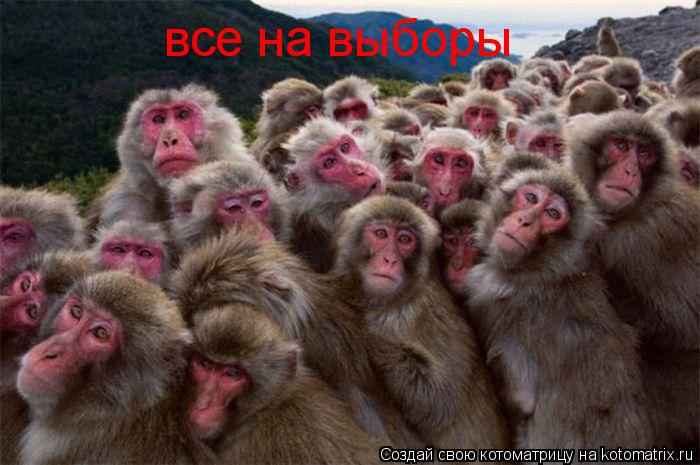 все на выборы... Котоматрица: все на выборы