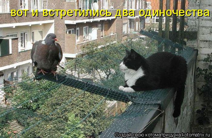 вот и встретились два одиночества... Котоматрица: вот и встретились два одиночества