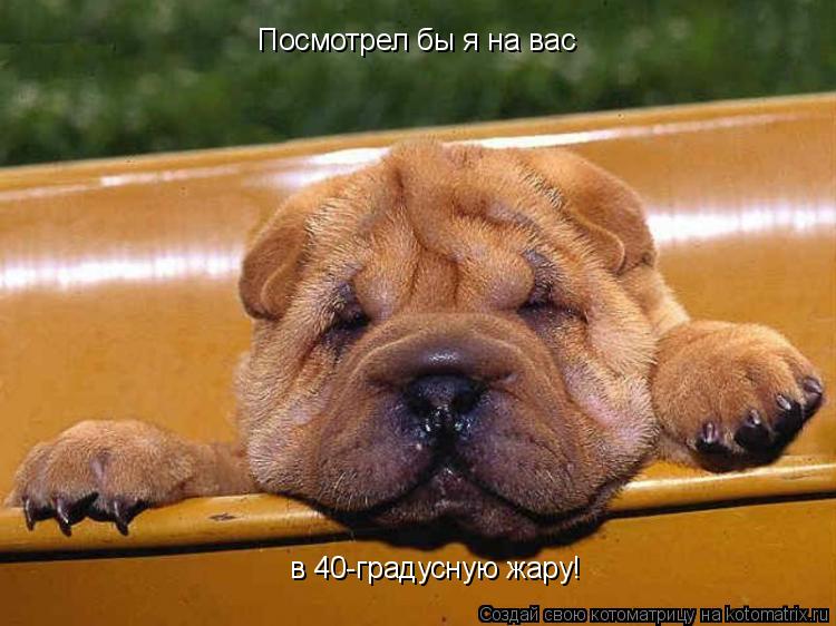 Посмотрел бы я на вас в 40-градусную жару!... Котоматрица: Посмотрел бы я на вас в 40-градусную жару!