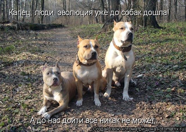 Капец, люди, эволюция уже до собак дошла! А до нас дойти все никак не может...... Котоматрица: Капец, люди, эволюция уже до собак дошла! А до нас дойти все никак не может...