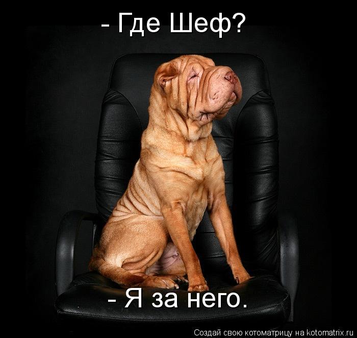 - Где Шеф? - Я за него.... Котоматрица: - Где Шеф? - Я за него.