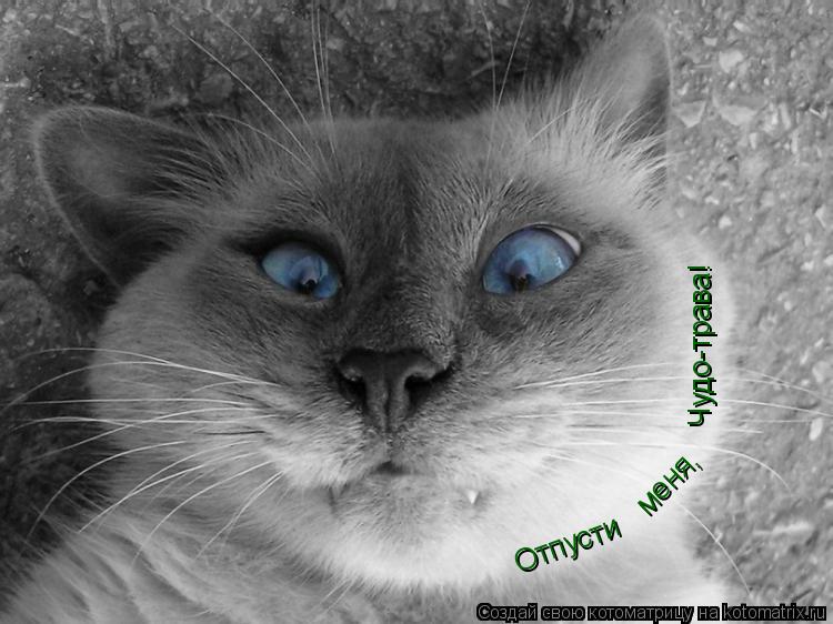 Чудо-трава! меня, Отпусти... Котоматрица: Чудо-трава! меня, Отпусти