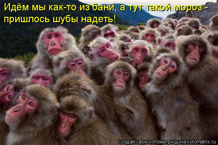 Идём мы как-то из бани, а тут такой мороз - пришлось шубы надеть!... Котоматрица: Идём мы как-то из бани, а тут такой мороз - пришлось шубы надеть!