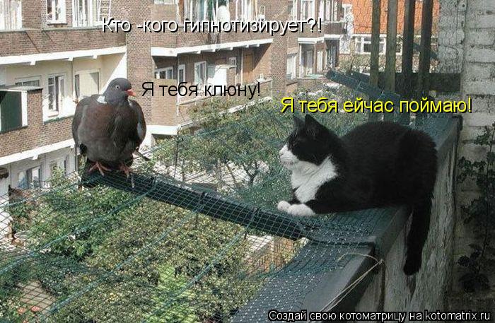 Кто -кого гипнотизирует?! Я тебя клюну! Я тебя ейчас поймаю!... Котоматрица: Кто -кого гипнотизирует?! Я тебя клюну! Я тебя ейчас поймаю!