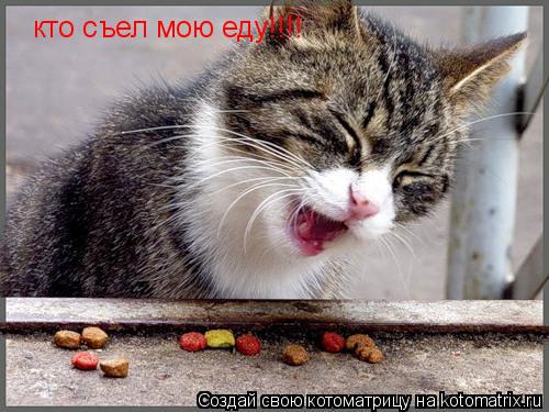 кто съел мою еду!!!!... Котоматрица: кто съел мою еду!!!!