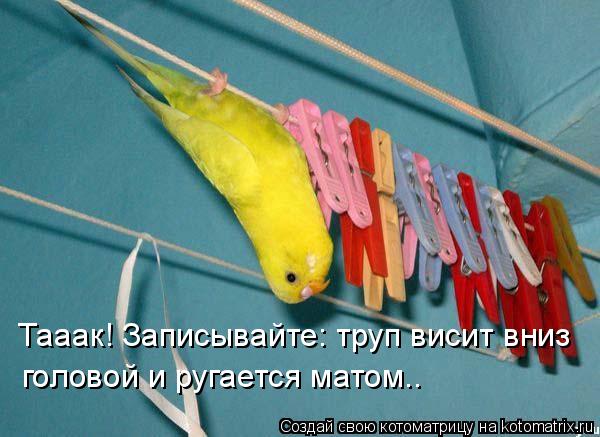 Тааак! Записывайте: труп висит вниз головой и ругается матом..... Котоматрица: Тааак! Записывайте: труп висит вниз головой и ругается матом..