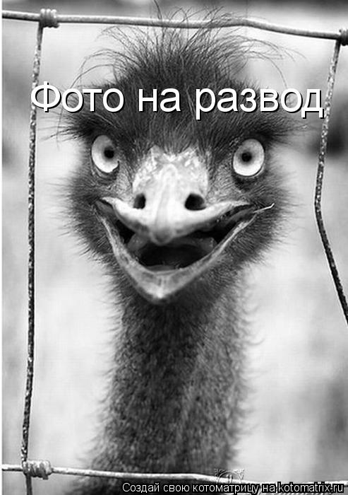 Фото на развод... Котоматрица: Фото на развод