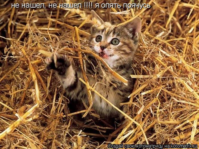 не нашел, не нашел !!!! я опять прячусь... Котоматрица: не нашел, не нашел !!!! я опять прячусь