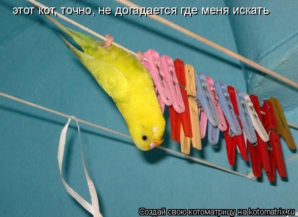 этот кот, точно, не догадается где меня искать... Котоматрица: этот кот, точно, не догадается где меня искать