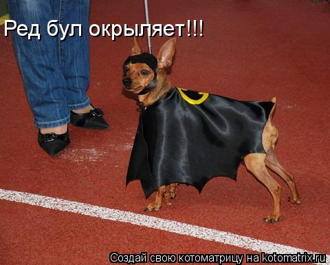 Ред бул окрыляет!!!... Котоматрица: Ред бул окрыляет!!!