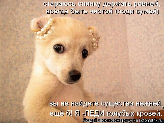стараюсь спинку держать ровней, всегда быть чистой (поди сумей) вы не найдете существа нежней ещё б! ... Котоматрица: стараюсь спинку держать ровней, всегда быть чистой (поди сумей) вы не найдете существа нежней ещё б! Я -ЛЕДИ голубых кровей. ,