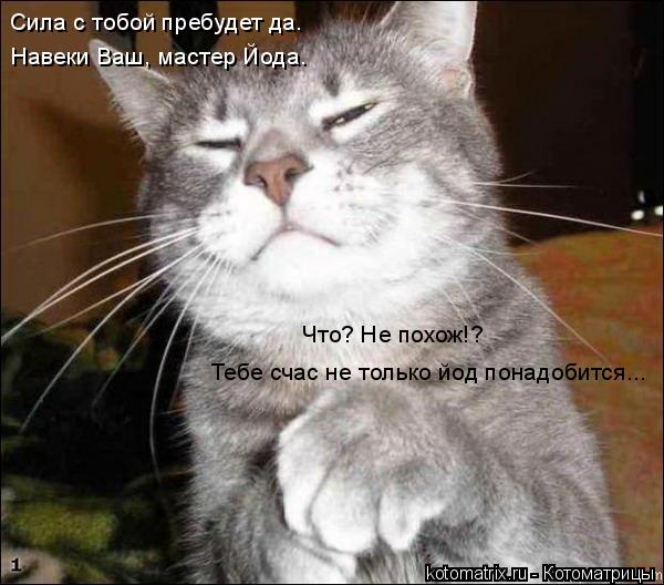 Сила с тобой пребудет да. Навеки Ваш, мастер Йода. Что? Не похож!? Тебе счас не только йод понадобитс... Котоматрица: Сила с тобой пребудет да. Навеки Ваш, мастер Йода. Что? Не похож!? Тебе счас не только йод понадобится...
