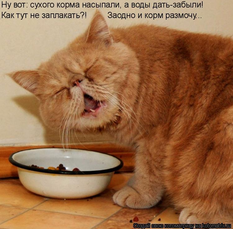 Котоматрица: Как тут не заплакать?!         Заодно и корм размочу... Ну вот: сухого корма насыпали, а воды дать-забыли!