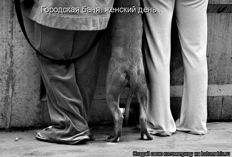 Городская баня, женский день..... Котоматрица: Городская баня, женский день..
