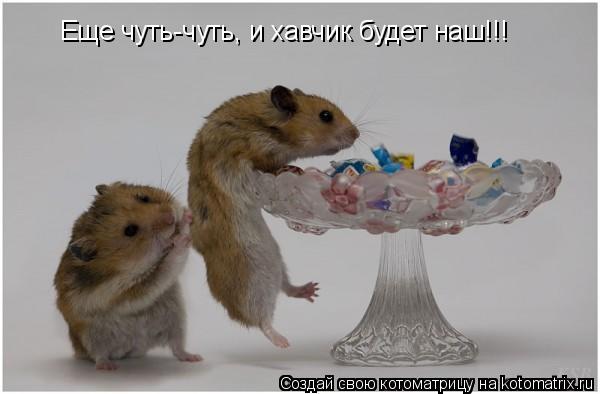 Еще чуть-чуть, и хавчик будет наш!!!... Котоматрица: Еще чуть-чуть, и хавчик будет наш!!!