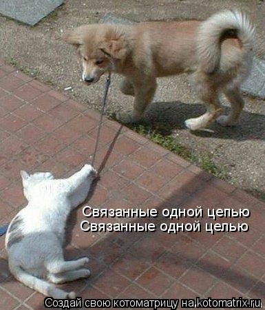 Связанные одной цепью Связанные одной цепью Связанные одной целью... Котоматрица: Связанные одной цепью Связанные одной цепью Связанные одной целью