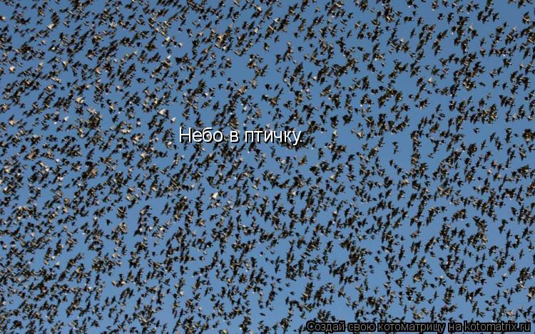 Небо в птичку.... Котоматрица: Небо в птичку.