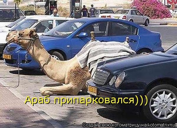 Котоматрица: Араб припарковался)))