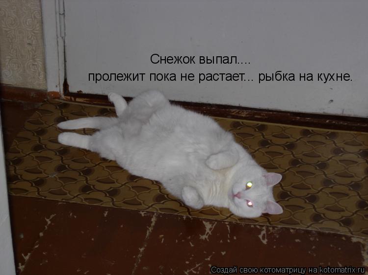 Снежок выпал.... пролежит пока не растает... рыбка на кухне.... Котоматрица: Снежок выпал.... пролежит пока не растает... рыбка на кухне.