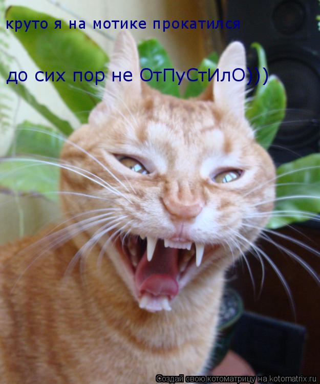 круто я на мотике прокатился до сих пор не ОтПуСтИлО)))... Котоматрица: круто я на мотике прокатился до сих пор не ОтПуСтИлО)))