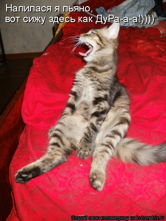Напилася я пьяно, вот сижу здесь как ДуРа-а-а!))))... Котоматрица: Напилася я пьяно, вот сижу здесь как ДуРа-а-а!))))