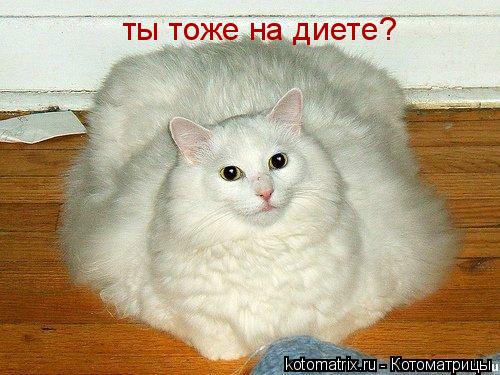 Котоматрица: ты тоже на диете?