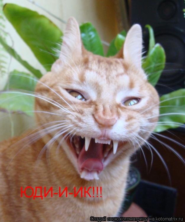 Котоматрица: ЮДИ-И-ИК!!!