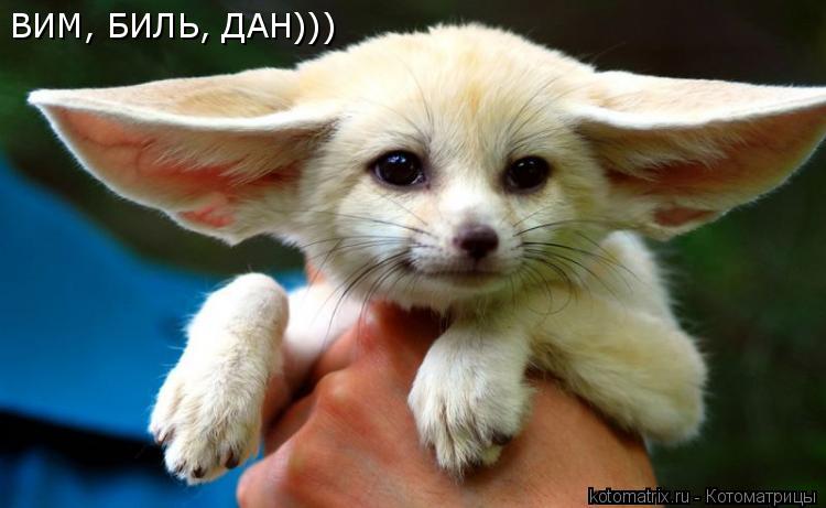 Котоматрица: ВИМ, БИЛЬ, ДАН)))
