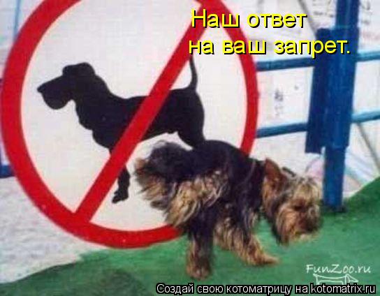 Наш ответ на ваш запрет.... Котоматрица: Наш ответ на ваш запрет.