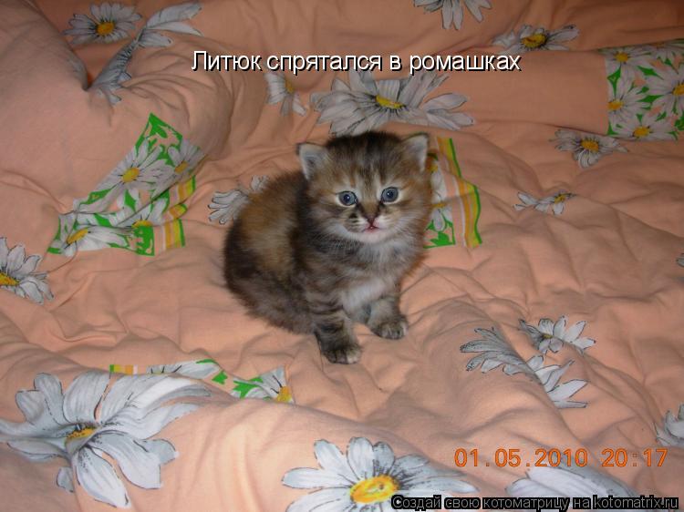 Котоматрица: Литюк спрятался в ромашках