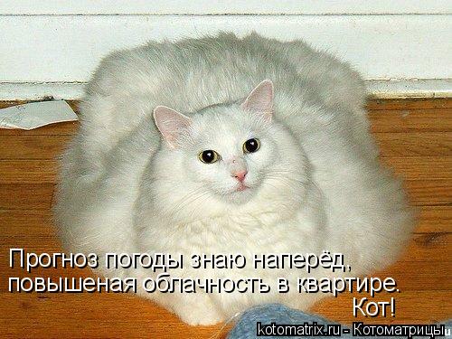 Котоматрица: Прогноз погоды знаю наперёд,  повышеная облачность в квартире.  Кот!