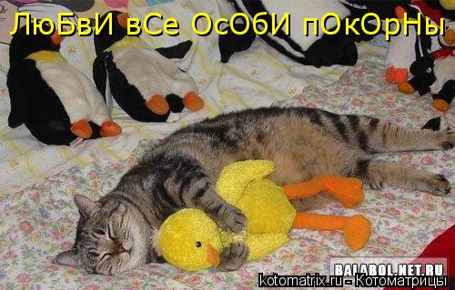 Котоматрица: ЛюБвИ вСе ОсОбИ пОкОрНы
