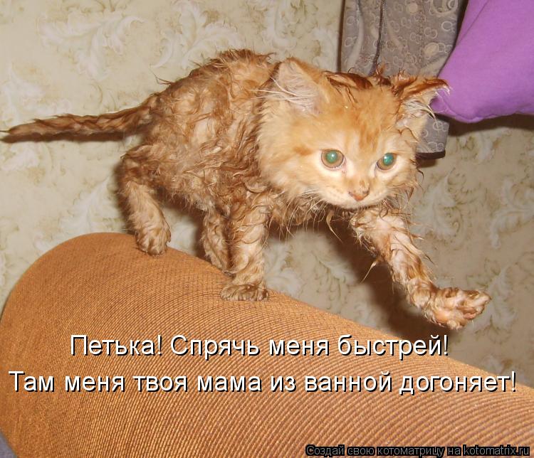 Котоматрица: Петька! Спрячь меня быстрей! Там меня твоя мама из ванной догоняет!