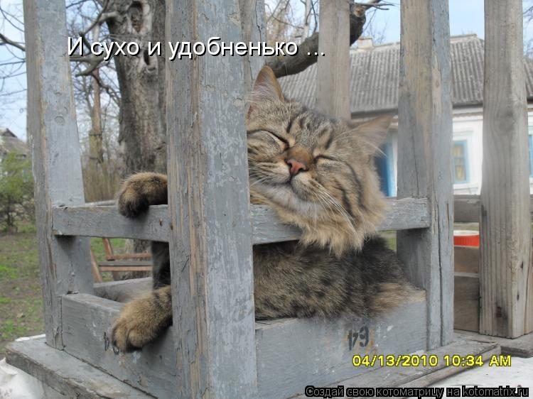 Котоматрица: И сухо и удобненько ...