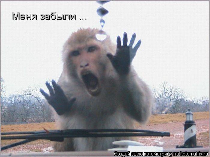 Котоматрица: Меня забыли ...
