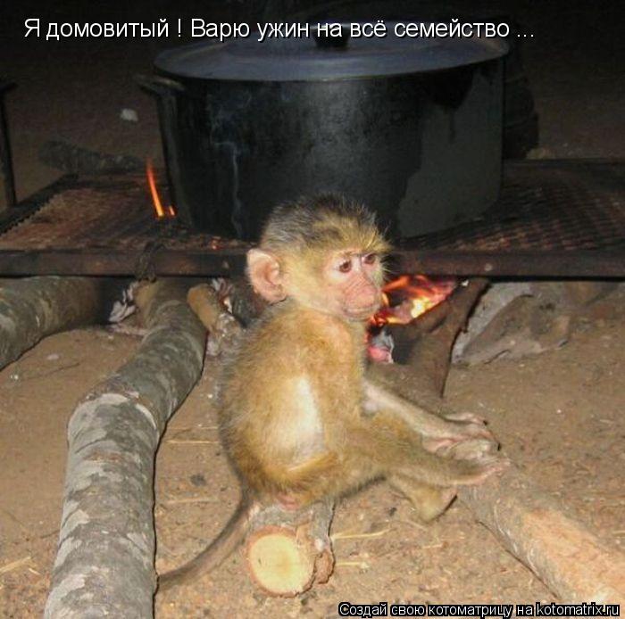 Котоматрица: Я домовитый ! Варю ужин на всё семейство ...