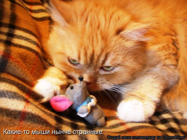 Какие-то мыши нынче странные...... Котоматрица: Какие-то мыши нынче странные...