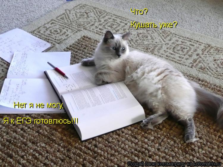 Что? Кушать уже? Нет я не могу, Я к ЕГЭ готовлюсь!!!... Котоматрица: Что? Кушать уже? Нет я не могу, Я к ЕГЭ готовлюсь!!!