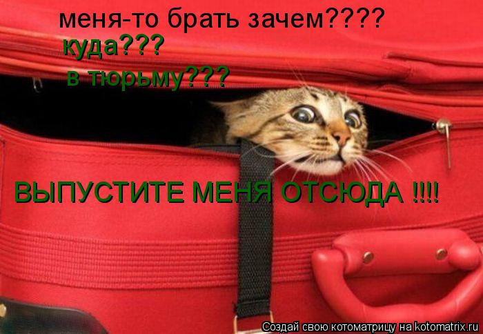 меня-то брать зачем???? куда??? в тюрьму??? ВЫПУСТИТЕ МЕНЯ ОТСЮДА !!!!... Котоматрица: меня-то брать зачем???? куда??? в тюрьму??? ВЫПУСТИТЕ МЕНЯ ОТСЮДА !!!!