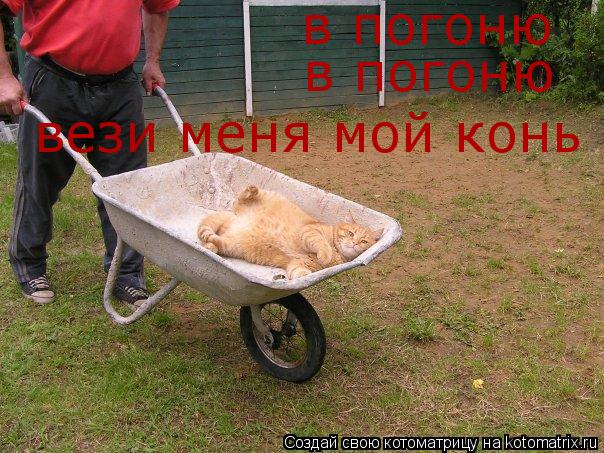 в погоню в погоню вези меня мой конь... Котоматрица: в погоню в погоню вези меня мой конь