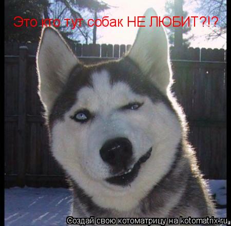 Это кто тут собак НЕ ЛЮБИТ?!?... Котоматрица: Это кто тут собак НЕ ЛЮБИТ?!?