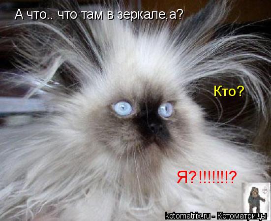 Котоматрица: А что.. что там в зеркале,а?  Кто?  Я?!!!!!!!?