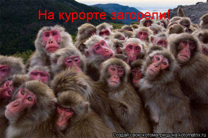 Котоматрица: На курорте загорели!