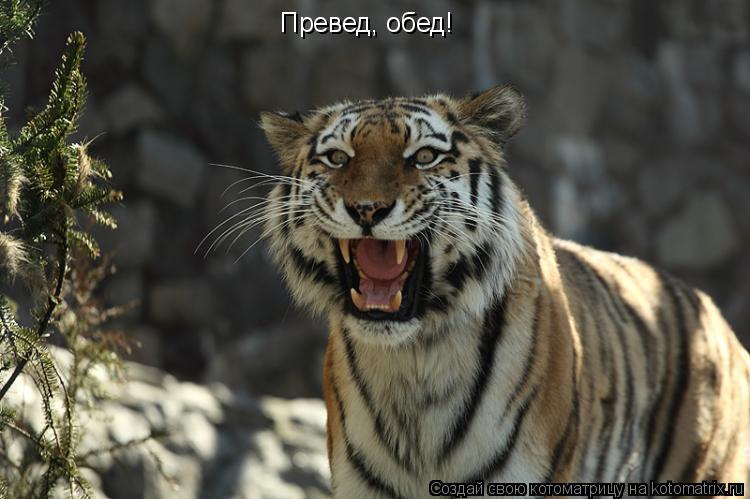 Котоматрица: Превед, обед!