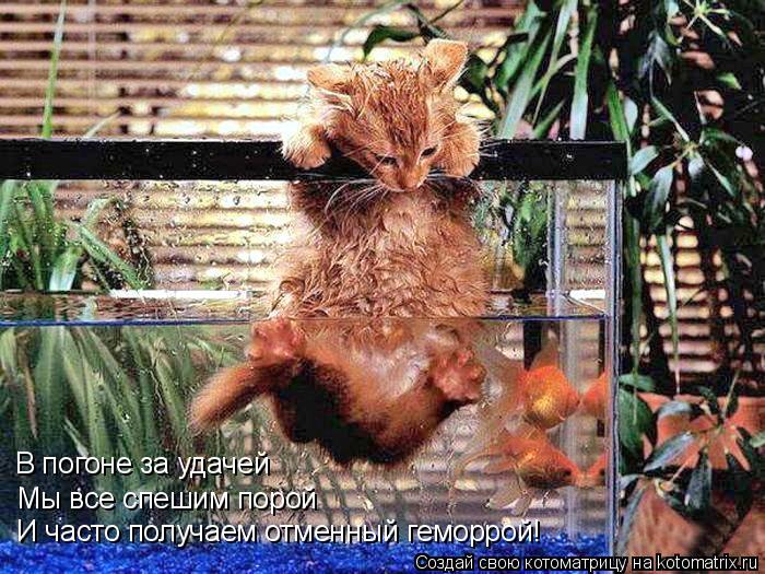 Котоматрица: В погоне за удачей Мы все спешим порой И часто получаем отменный геморрой!