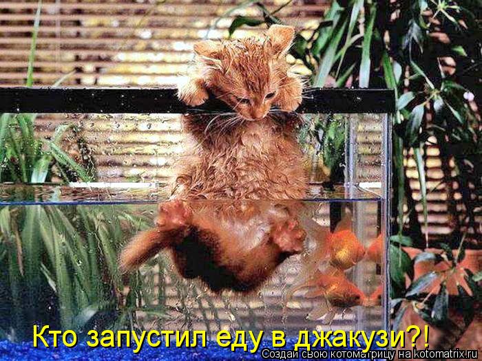 Котоматрица: Кто запустил еду в джакузи?!