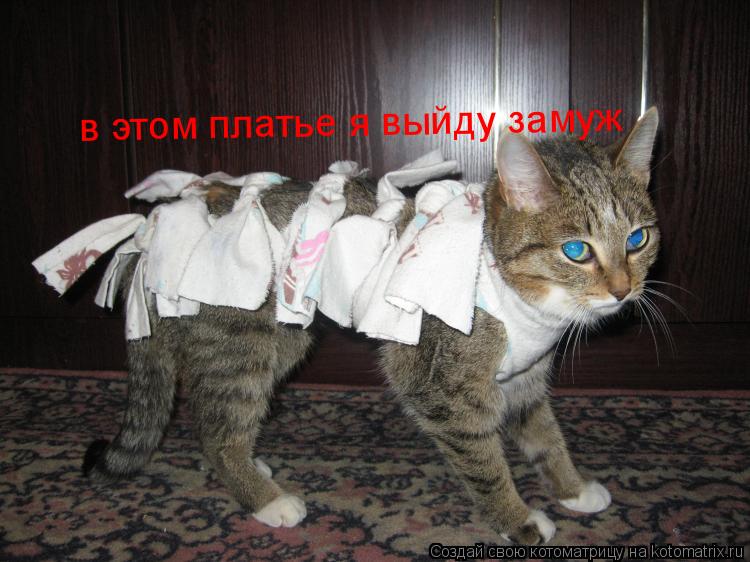 в этом платье я выйду замуж... Котоматрица: в этом платье я выйду замуж