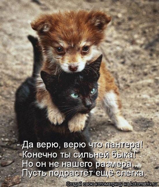 - Да верю, верю что пантера! Конечно ты сильней быка! Но он не нашего размера... Пусть подрастёт ещё ... Котоматрица: - Да верю, верю что пантера! Конечно ты сильней быка! Но он не нашего размера... Пусть подрастёт ещё слегка.