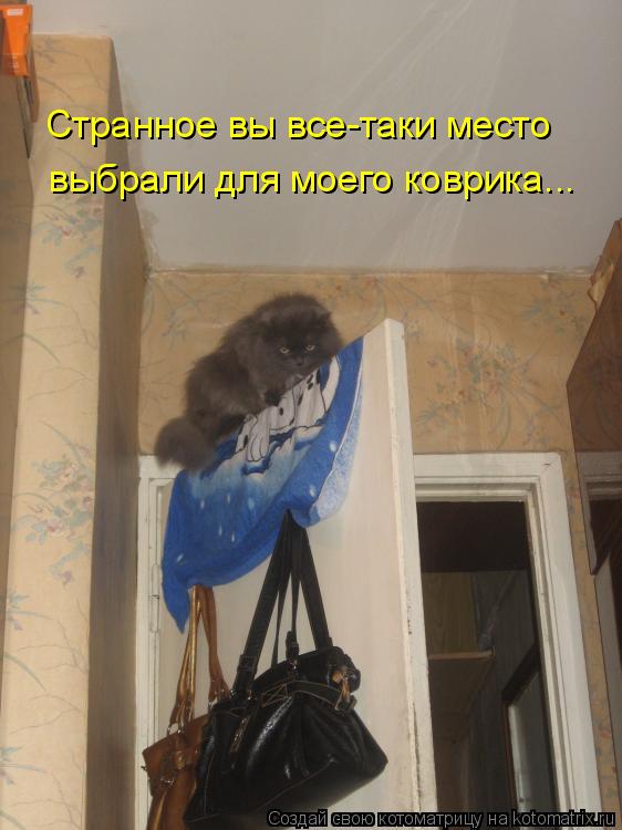 Котоматрица: Странное вы все-таки место  выбрали для моего коврика...