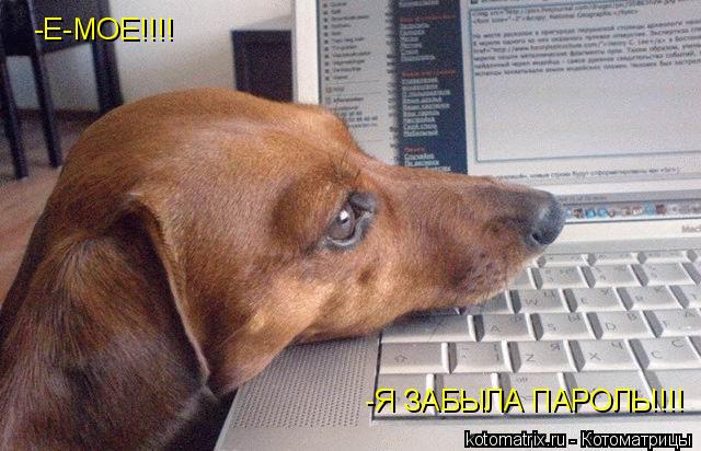 Котоматрица: -Е-МОЕ!!!! -Я ЗАБЫЛА ПАРОЛЬ!!!!